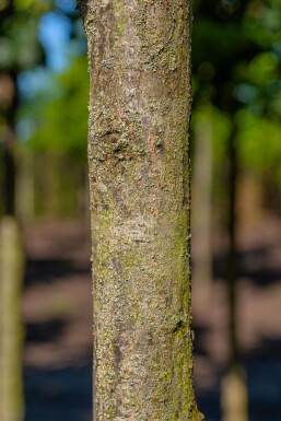 Quercus petraea meerstammig