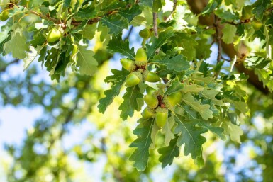 Quercus petraea meerstammig