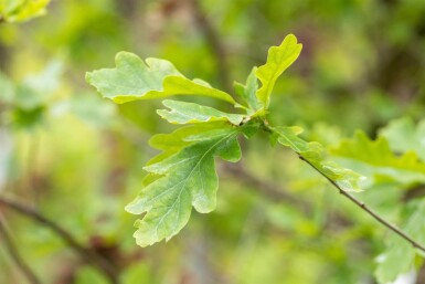 Quercus petraea meerstammig