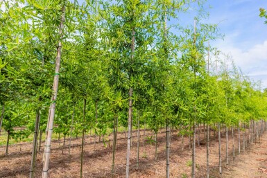 Quercus phellos hoogstam