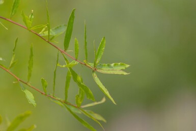 Quercus phellos hoogstam