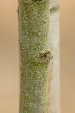 Quercus phellos hoogstam