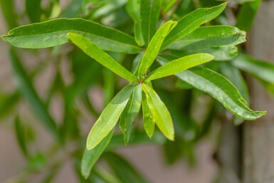 Quercus phellos meerstammig
