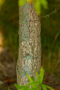 Quercus phellos meerstammig