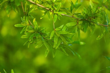 Quercus phellos meerstammig