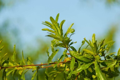Quercus phellos meerstammig