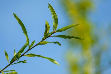 Quercus phellos meerstammig