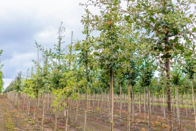 Quercus pubescens hoogstam