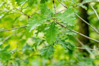 Quercus pubescens hoogstam