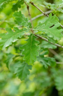 Quercus pubescens hoogstam