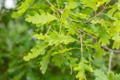 Quercus pubescens hoogstam