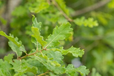 Quercus pubescens hoogstam