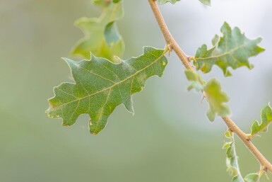 Quercus pubescens hoogstam