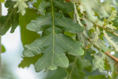 Quercus pubescens hoogstam