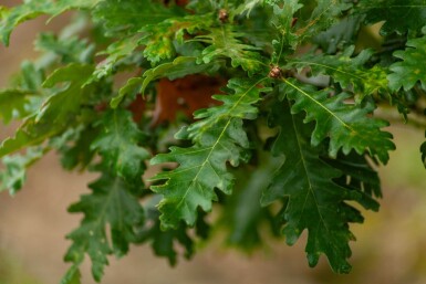 Quercus pubescens meerstammig