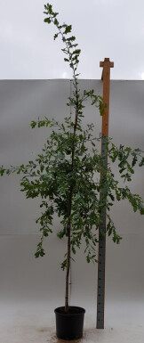 Quercus robur hoogstam 8/10