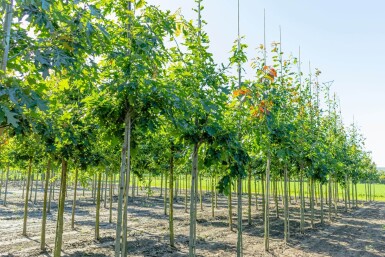 Quercus robur hoogstam 8/10