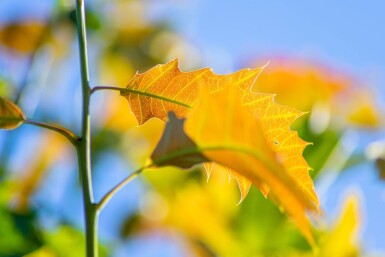 Quercus robur hoogstam 8/10
