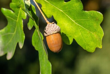 Quercus robur hoogstam 8/10