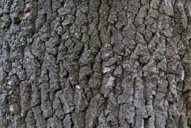 Quercus robur hoogstam 8/10