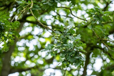 Quercus robur hoogstam 8/10