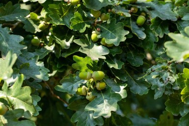 Quercus robur hoogstam 8/10