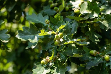 Quercus robur hoogstam 8/10