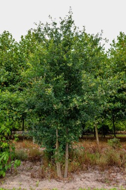 Quercus robur meerstammig 200-250