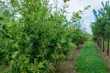 Quercus robur meerstammig 200-250