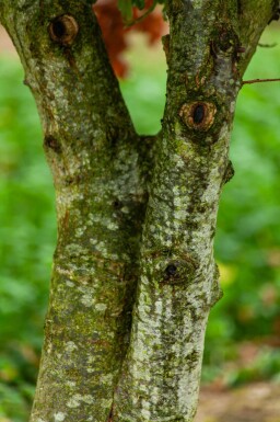 Quercus robur meerstammig 200-250