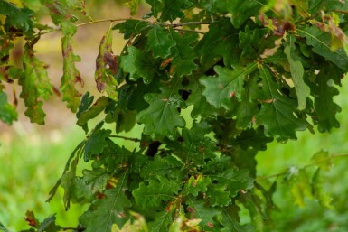 Quercus robur meerstammig 200-250