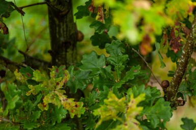 Quercus robur meerstammig 200-250
