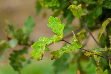 Quercus robur meerstammig 200-250