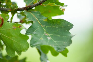 Quercus robur meerstammig 200-250