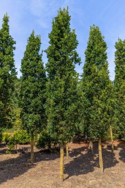 Quercus robur 'Fastigiate Koster' hoogstam 20/25