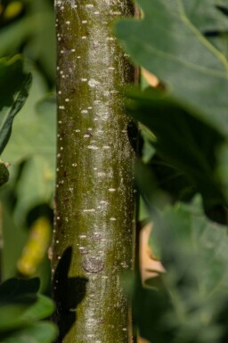 Quercus robur 'Fastigiate Koster' hoogstam 20/25