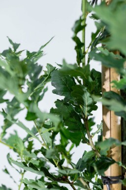 Quercus robur 'Fastigiate Koster' hoogstam 20/25