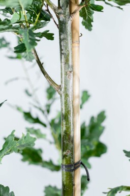 Quercus robur 'Fastigiate Koster' hoogstam 20/25