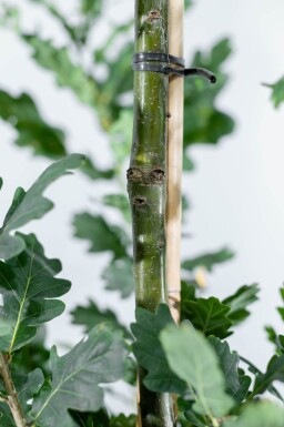 Quercus robur 'Fastigiate Koster' hoogstam 20/25