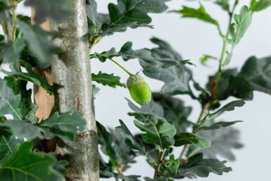 Quercus robur 'Fastigiate Koster' hoogstam 20/25