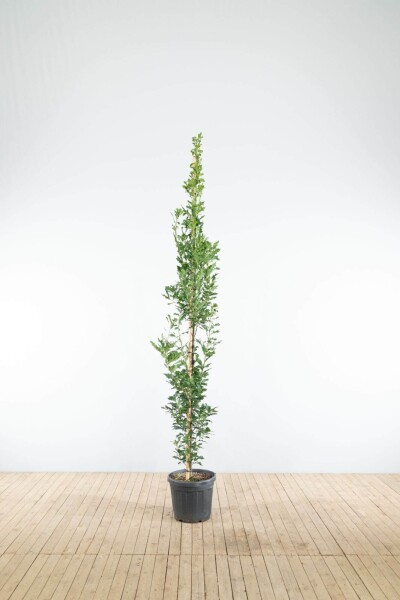 Quercus robur 'Fastigiate Koster' beveerd 12/14