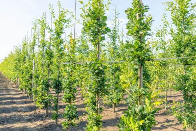 Quercus robur 'Fastigiate Koster' beveerd 12/14
