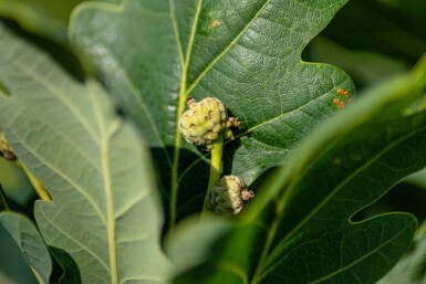 Quercus robur 'Fastigiate Koster' beveerd 12/14