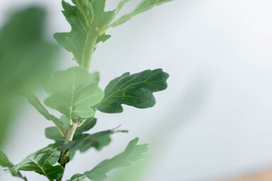 Quercus robur 'Fastigiate Koster' beveerd 12/14