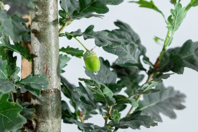 Quercus robur 'Fastigiate Koster' beveerd 12/14