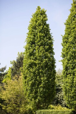 Quercus robur 'Fastigiate Koster' beveerd 12/14