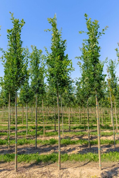 Quercus robur 'Fastigiata' hoogstam 14/16
