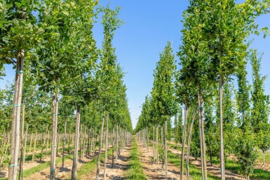 Quercus robur 'Fastigiata' hoogstam