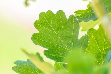 Quercus robur 'Fastigiata' hoogstam 14/16