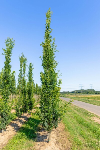 Quercus robur 'Fastigiata' beveerd 8/10